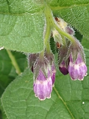 photo of Common Comfrey