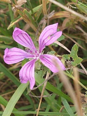 photo of Common Mallow