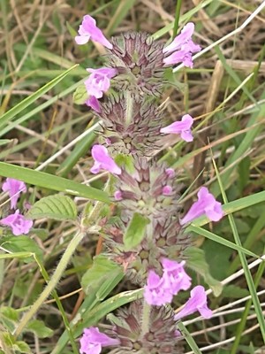 photo of Wild Basil