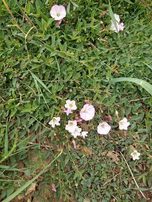 photo of Field Bindweed
