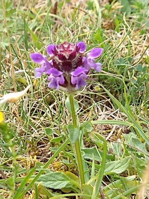 photo of Selfheal