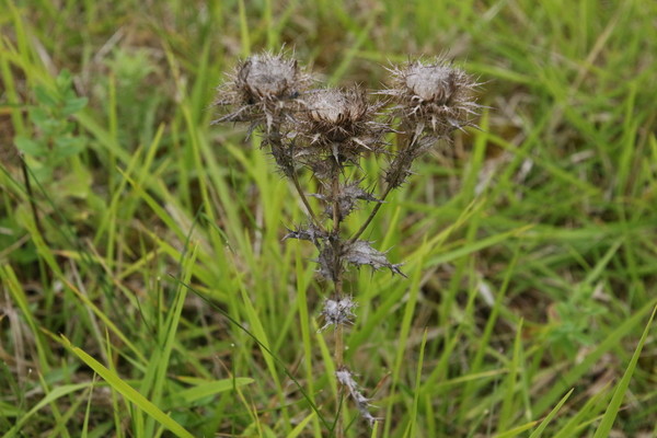 photo of Carline Thistle