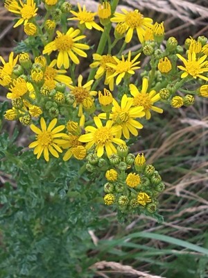photo of Ragwort