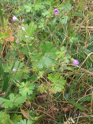 photo of Hedgerow Crane's Bill