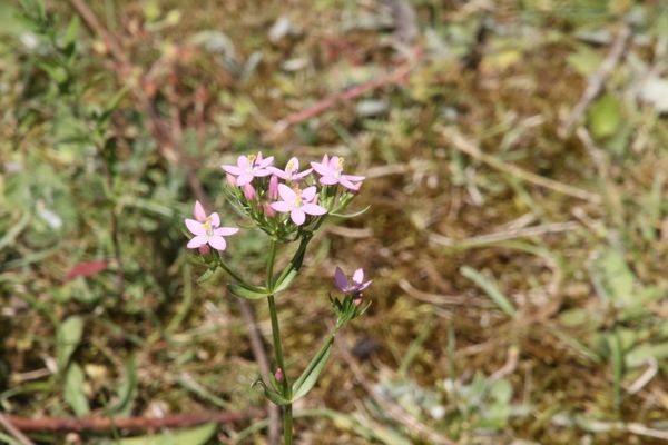 photo of Common Centaury