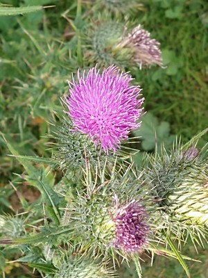 photo of Spear Thistle
