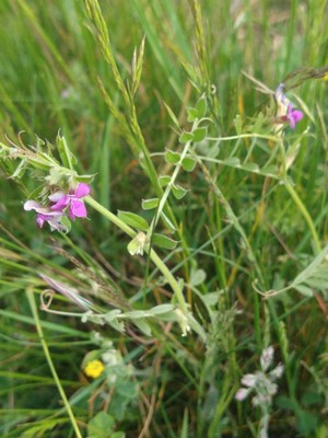 photo of Common Vetch