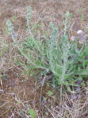 photo of Vipers Bugloss