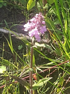 photo of Marsh Woundwort