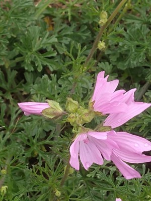 photo of Greater Musk Mallow