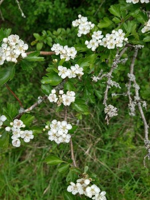 photo of Hawthorn