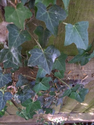 photo of Ivy