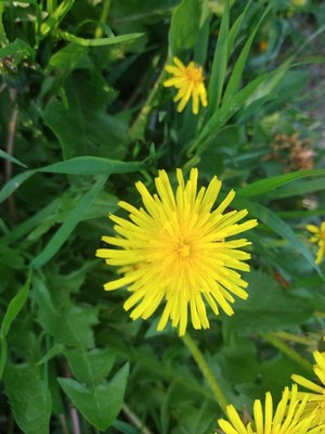 photo of Dandelion