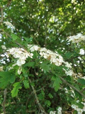 photo of Hawthorn