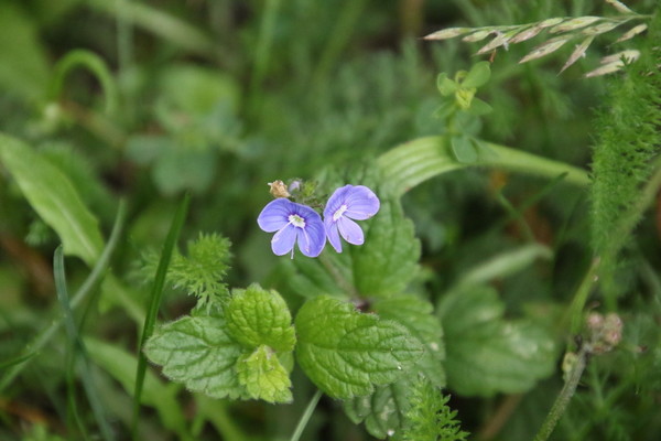 photo of Germander Speedwell