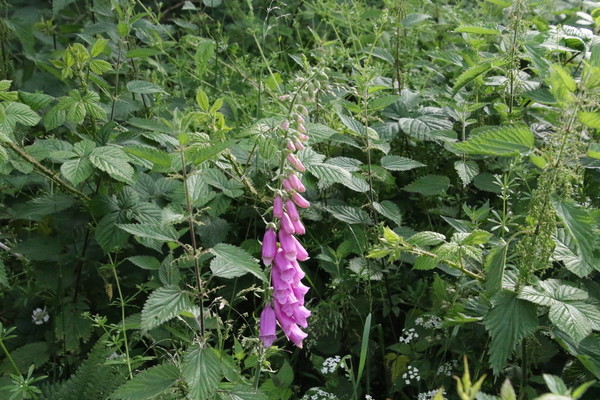 photo of Foxglove