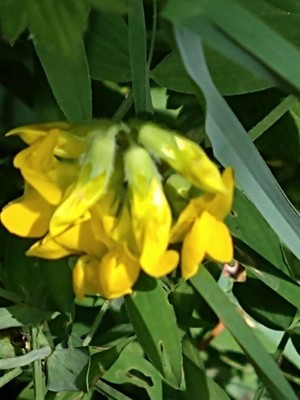 photo of Meadow Vetchling
