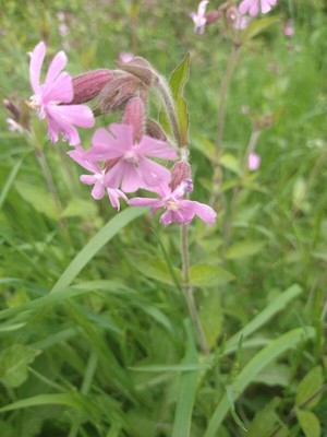 photo of Red Campion