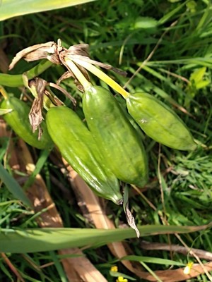 photo of Yellow Iris