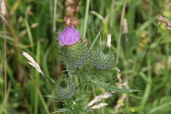 photo of Spear Thistle