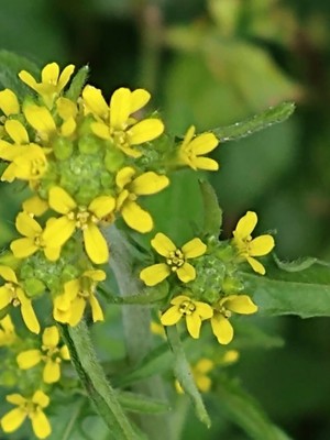 photo of Hedge Mustard
