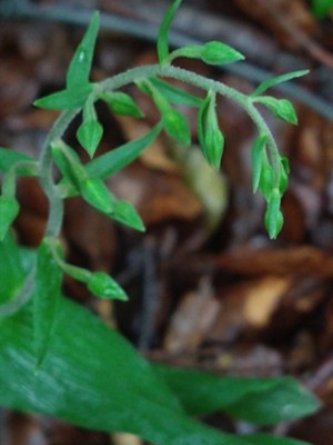photo of Narrow Lipped Helleborine