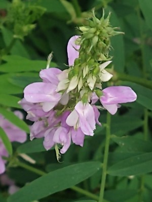 photo of Goat's Rue