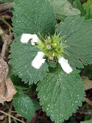 photo of White Dead Nettle