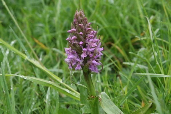 photo of Early Marsh Orchid