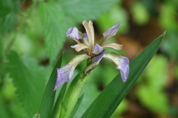 photo of Stinking Iris