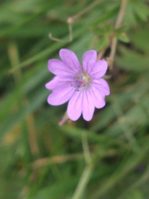 photo of Hedgerow Crane's Bill