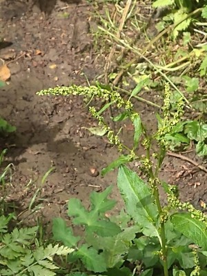 photo of Clustered Dock