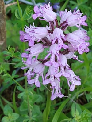 photo of Military Orchid