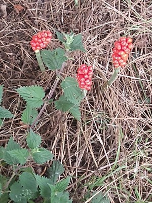 photo of Italian Arum