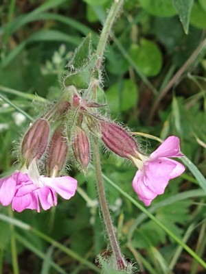 photo of Red Campion