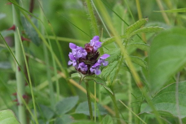 photo of Selfheal