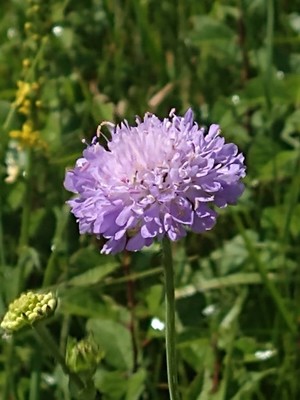photo of Field Scabious