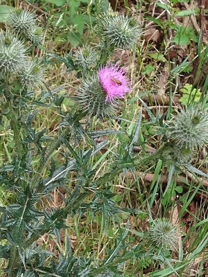photo of Spear Thistle
