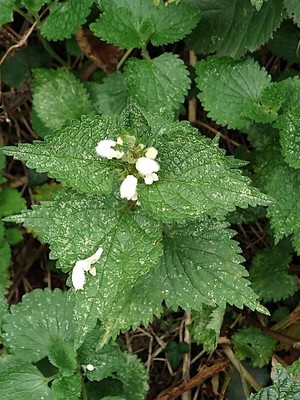 photo of White Dead Nettle