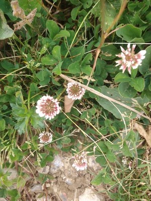 photo of White Clover