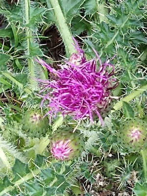 photo of Drawf Thistle