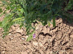 photo of Common Vetch