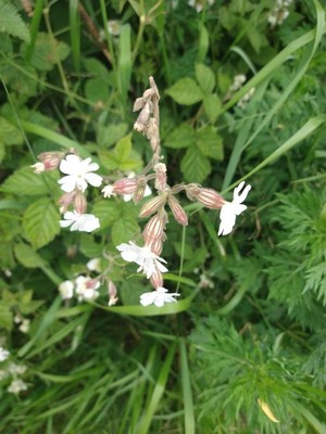 photo of White Campion