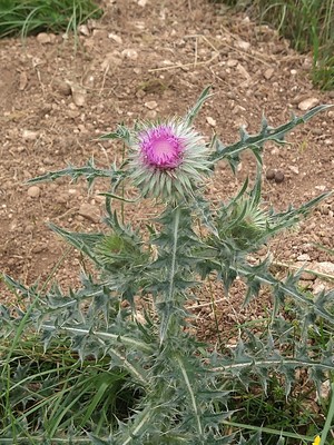 photo of Nodding Or Musk Thistle