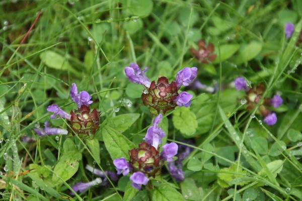 photo of Selfheal