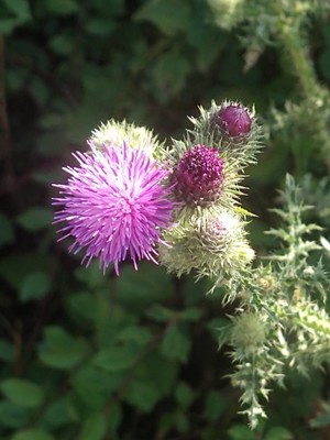 photo of Spear Thistle