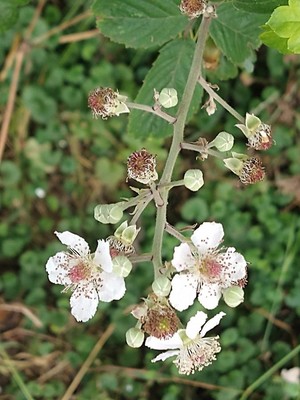 photo of Elm Leaved Bramble