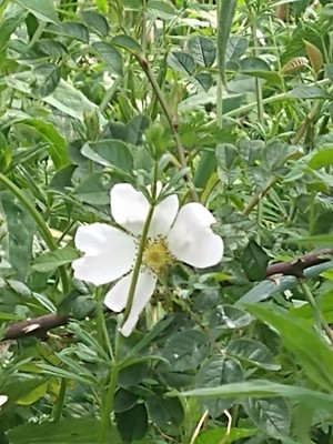 photo of Common Dog Rose