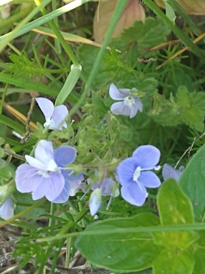 photo of Germander Speedwell