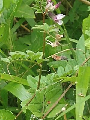 photo of Bush Vetch